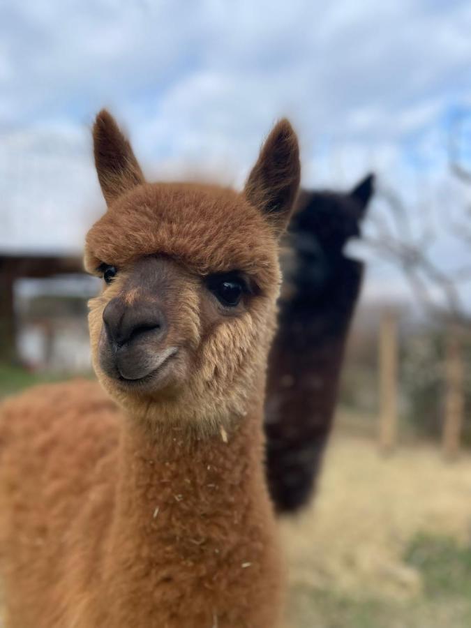 Agriturismo Il Vecchio Mandorlo Perugia Luaran gambar