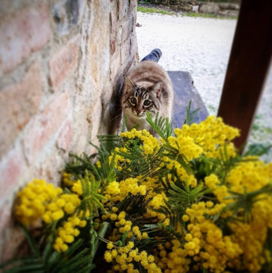 Agriturismo Il Vecchio Mandorlo Perugia Luaran gambar