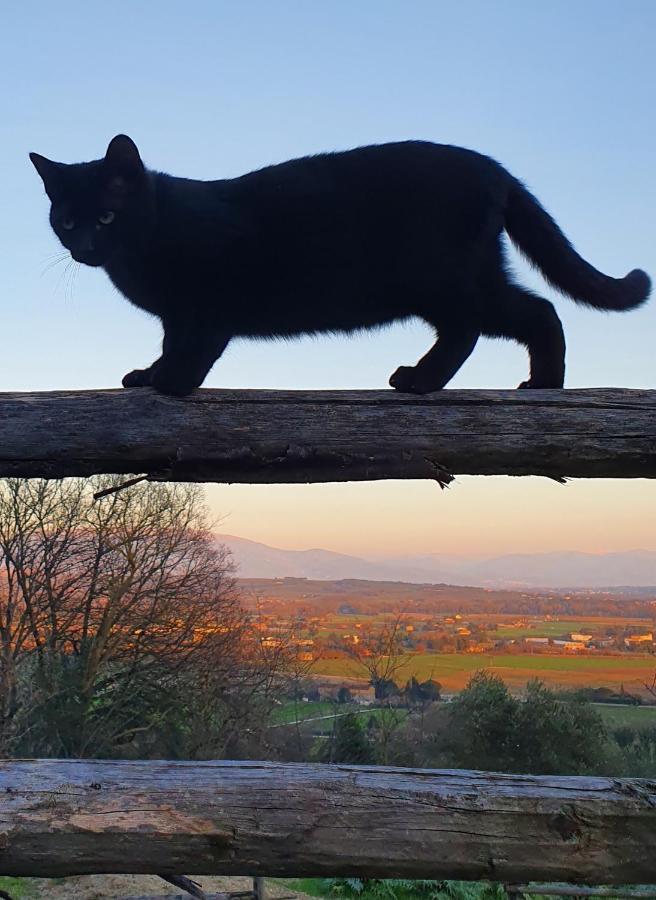 Agriturismo Il Vecchio Mandorlo Perugia Luaran gambar